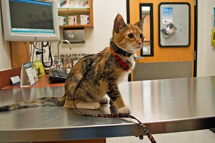 BluePearl Pet Hospital Picture 6