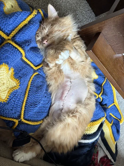 BluePearl Pet Hospital Picture 10