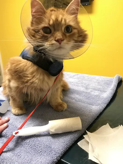 Parker's Paws Animal Hospital Picture 2