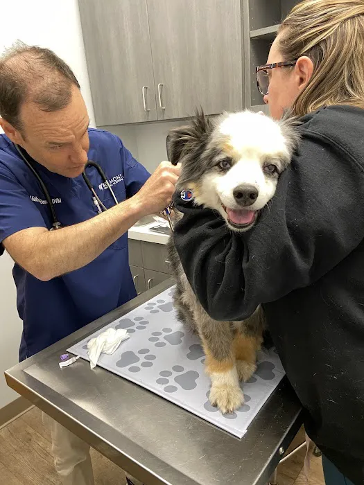 Belmont Animal Hospital Picture 2