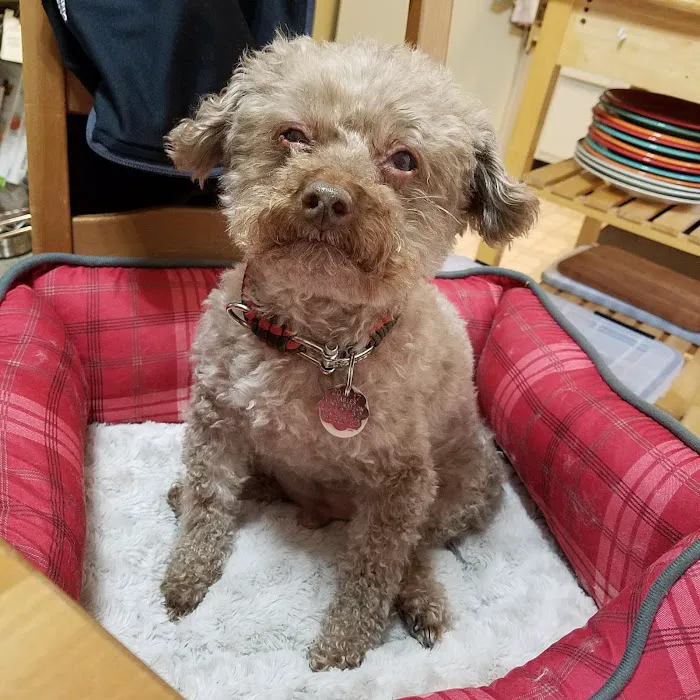 Belmont Animal Hospital Picture 8