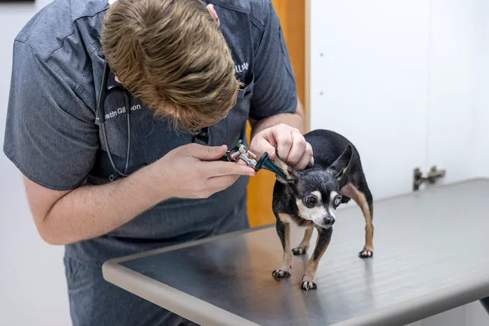 Livewell Animal Urgent Care of East Nashville Picture 6