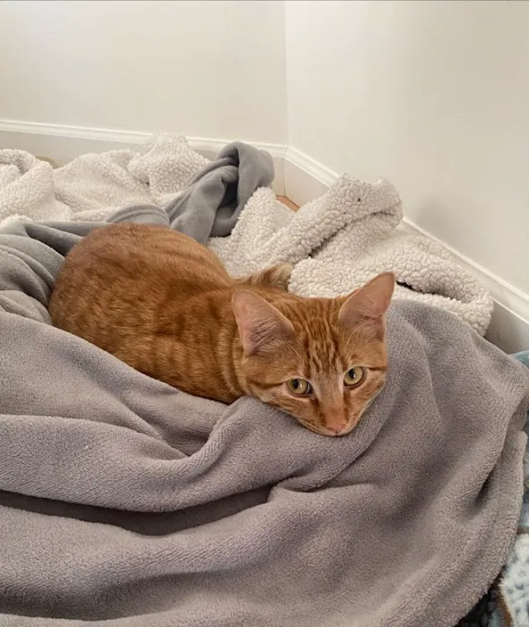 Livewell Animal Urgent Care of East Nashville Picture 5