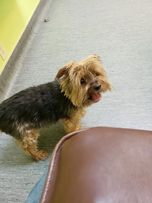 Value Vet Affordable Pet Care Picture 1