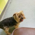 Value Vet Affordable Pet Care