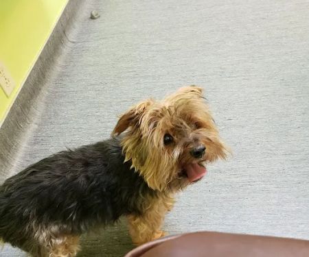 Value Vet Affordable Pet Care