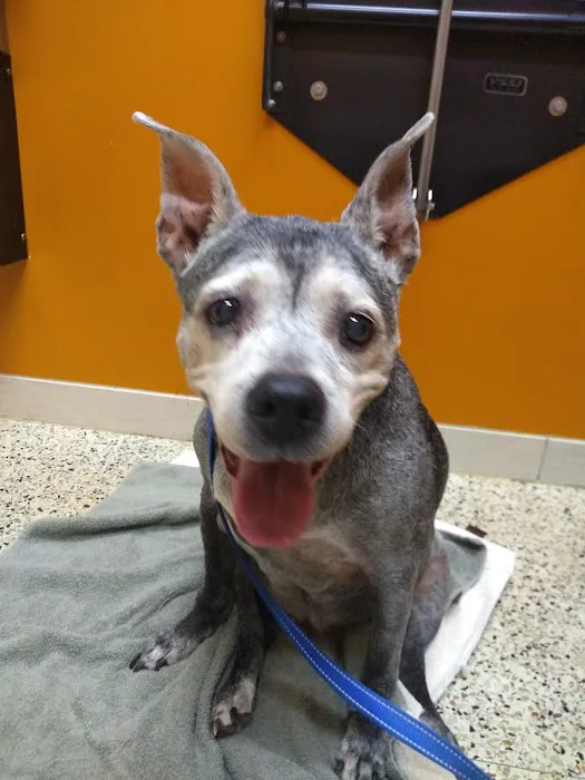 Value Vet Affordable Pet Care Picture 7