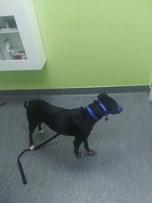 Value Vet Affordable Pet Care Picture 8