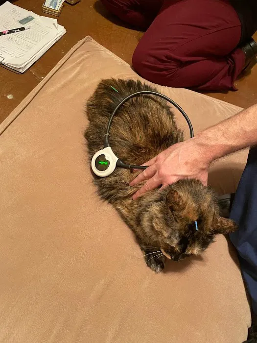 Soul Puppy Holistic Healing Picture 2