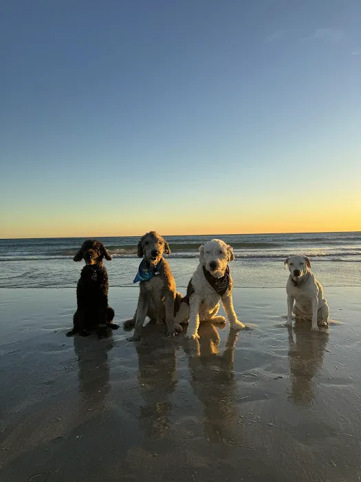 Soul Puppy Holistic Healing Picture 1