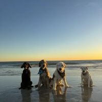 Soul Puppy Holistic Healing ico