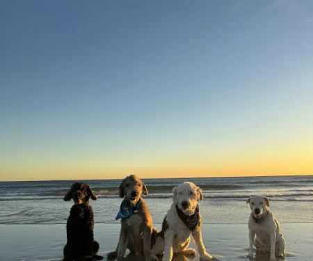 Soul Puppy Holistic Healing