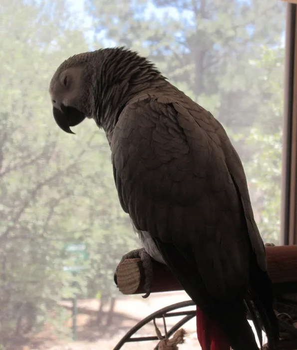 Arizona Exotic Animal Hospital (Mesa) Picture 5
