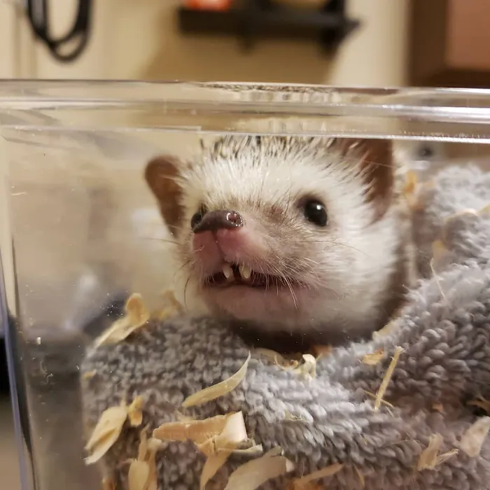 Arizona Exotic Animal Hospital (Mesa) Picture 6