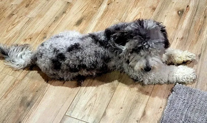 Paws Veterinary Clinic Picture 6