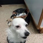 Paws Veterinary Clinic