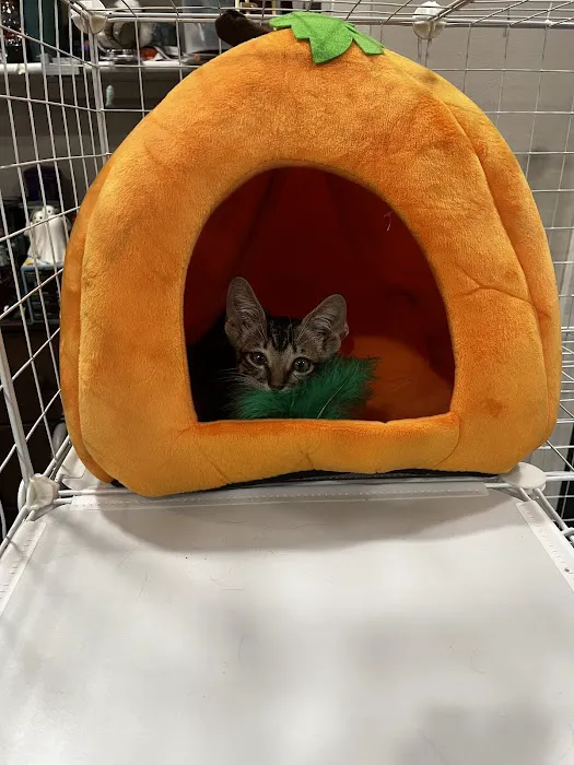 Paws Veterinary Clinic Picture 10