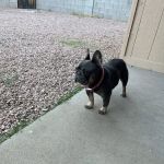 EVE Pet Hospital