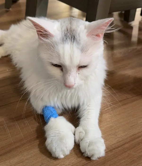 EVE Pet Hospital Picture 3