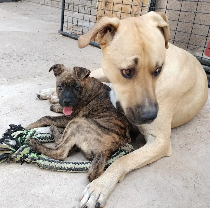 Vetco Vaccination Clinic Picture 1