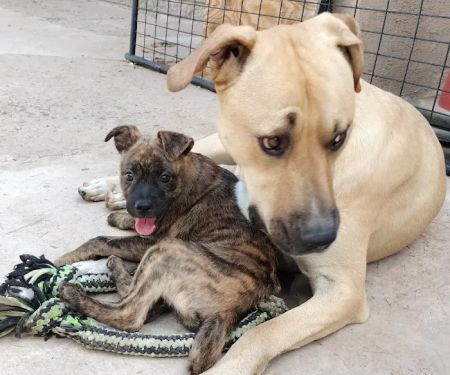 Vetco Vaccination Clinic