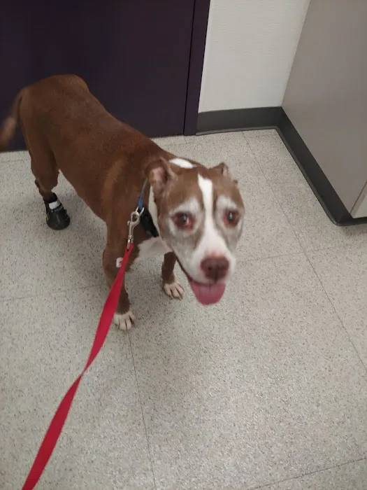 Family VetCare of Mesa Picture 9