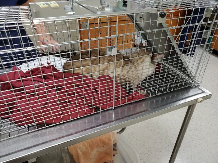 Spay Neuter Clinic: Mesa Picture 2