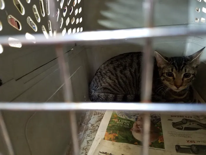Spay Neuter Clinic: Mesa Picture 10
