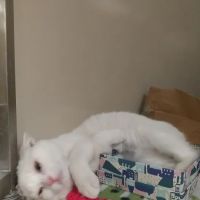 Banfield Pet Hospital ico