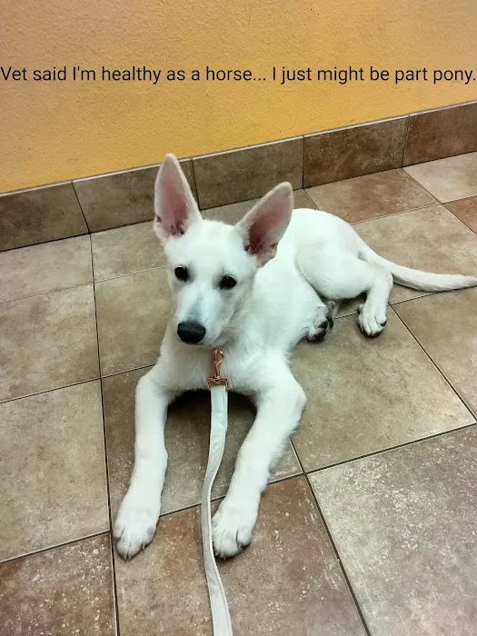 Banfield Pet Hospital Picture 6