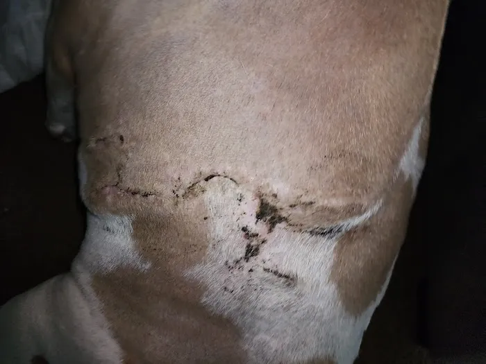 Banfield Pet Hospital Picture 10