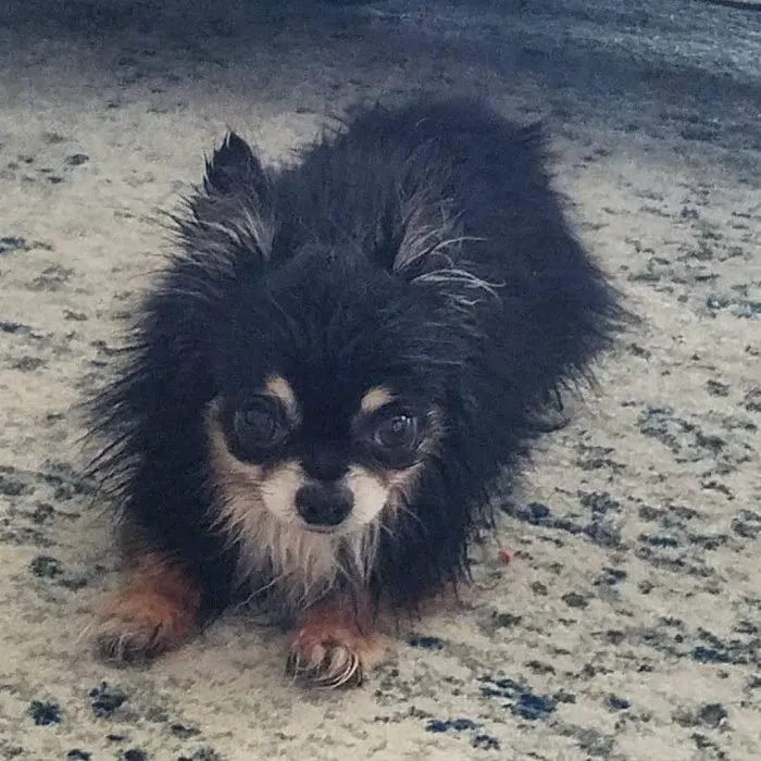 Banfield Pet Hospital Picture 1