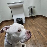 Homestead Animal Clinic ico