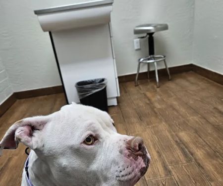 Homestead Animal Clinic