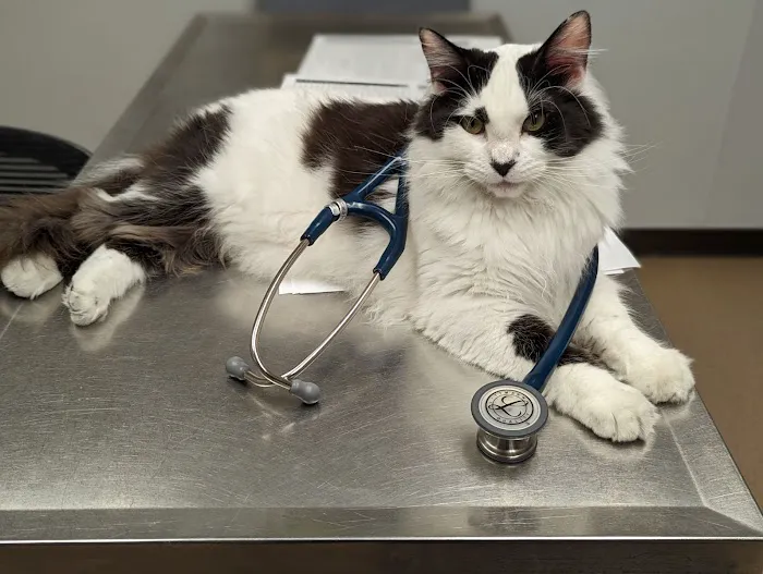 Sunrise Veterinary Clinic Picture 2