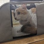 Sunrise Veterinary Clinic