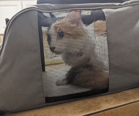 Sunrise Veterinary Clinic