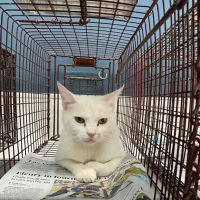 Heaven Can Wait Animal Society Wellness Clinic ico