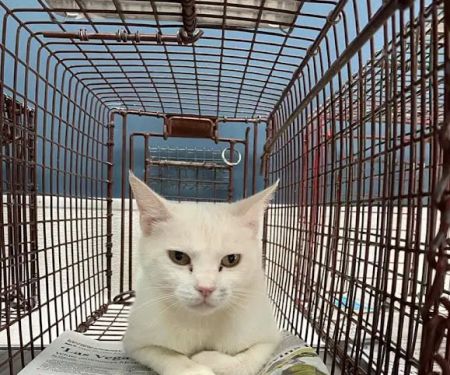Heaven Can Wait Animal Society Wellness Clinic