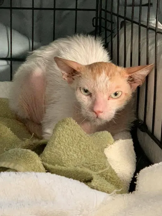 Heaven Can Wait Animal Society Wellness Clinic Picture 6