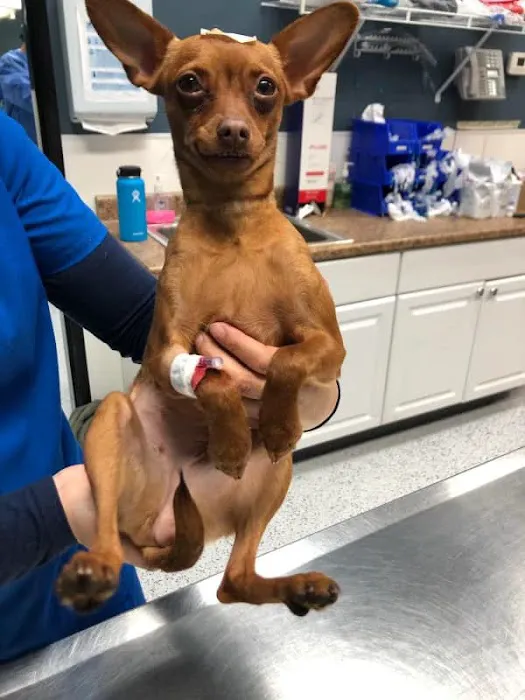 Heaven Can Wait Animal Society Wellness Clinic Picture 10