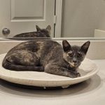 Heaven Can Wait Animal Society Spay & Neuter Clinic