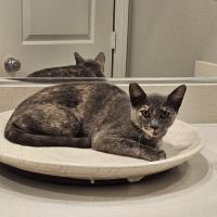 Heaven Can Wait Animal Society Spay & Neuter Clinic ico