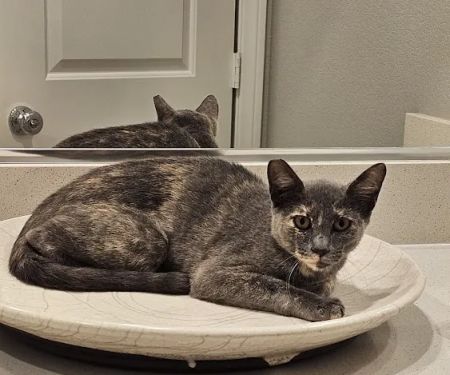 Heaven Can Wait Animal Society Spay & Neuter Clinic