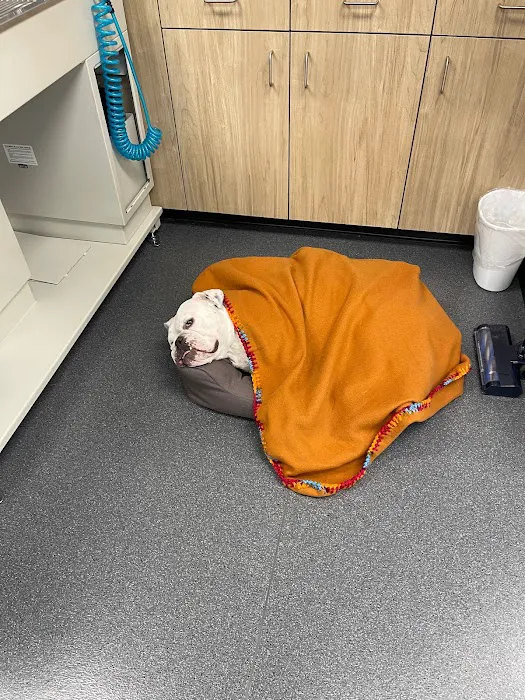 VegasPet Animal Hospital Picture 4