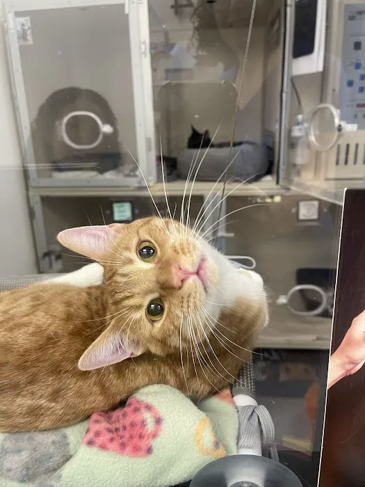 VegasPet Animal Hospital Picture 2