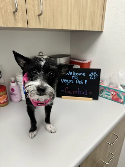 VegasPet Animal Hospital Picture 9