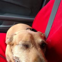 Veterinary Ophthalmology Services ico
