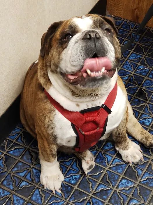 Doc Mo's Kindred Spirits Animal Hospital Picture 2