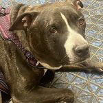 Doc Mo's Kindred Spirits Animal Hospital